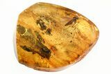 Detailed Fossil Spider and Fungus Gnats in Baltic Amber #346661-1